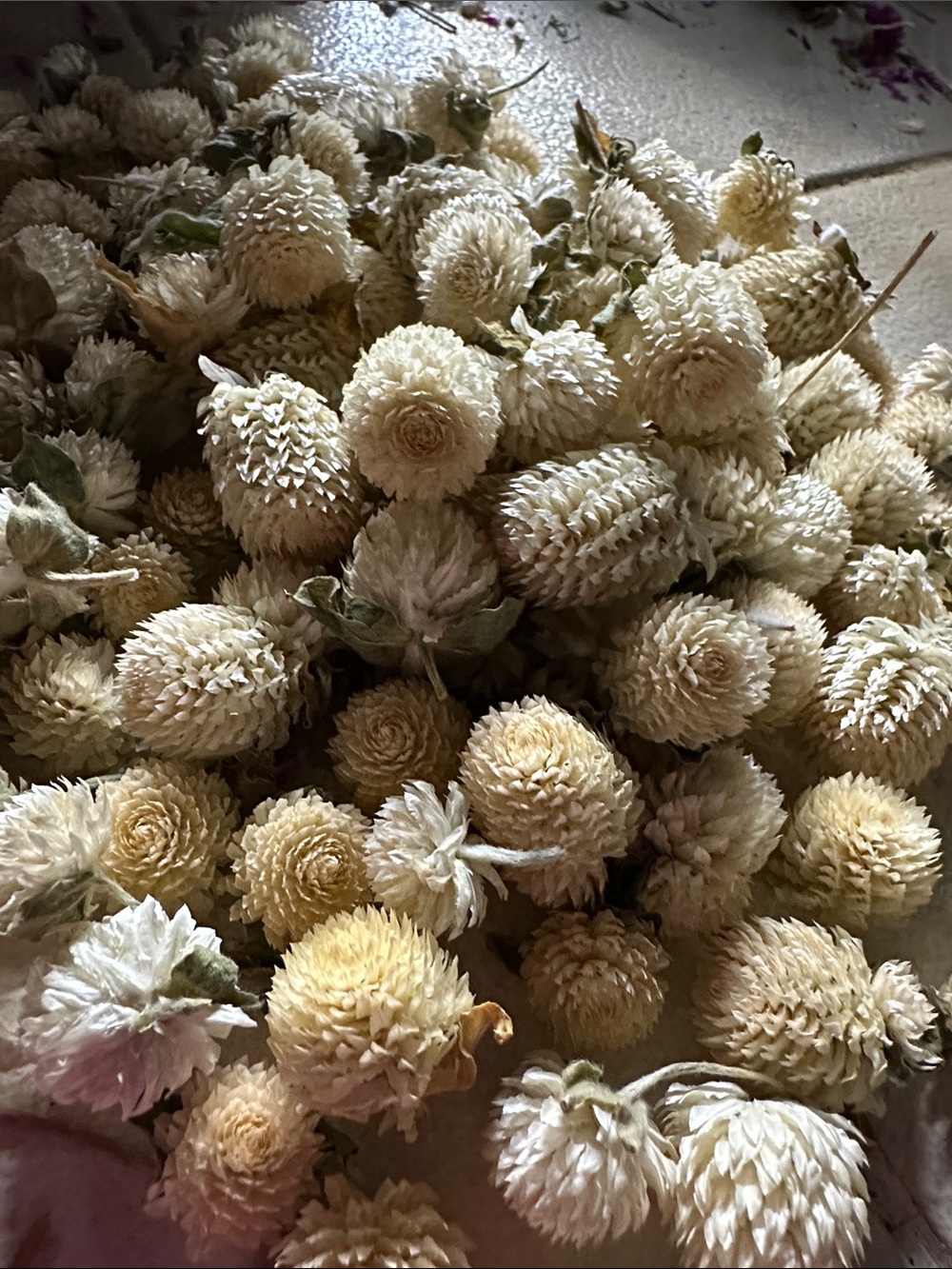 Ivory Cream Gomphrena Dried Flower Heads | Hand Dried Natural Florals